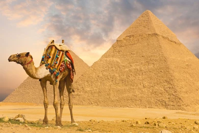 Wallpapers Camel And Pyramids Wallpapers