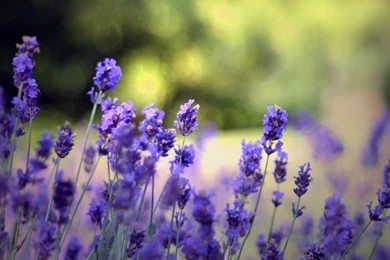 Beautiful Lavender Flowers HD Desktop Wallpapers : High Definition ...