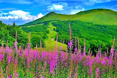 Beautiful Picturesque Scenery With Wonderful Pink Flowers   HD ...