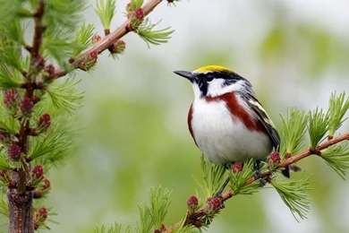 Birds Wallpapers   Download Free Bird 21 Wallpapers, Photos ...