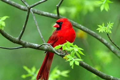 You The Best Beautiful Birds Wallpapers, Beautiful Birds Pictures ...