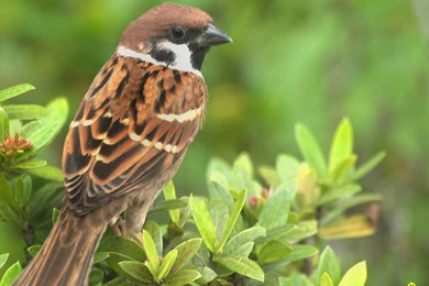 Bird Wallpapers, Free Bird Wallpapers, Bird Desktop Wallpapers