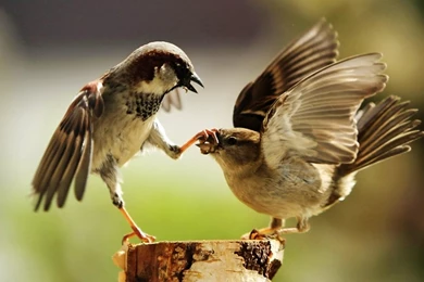 20+ Free Birds Wallpapers For DesktopPhotography Heat ...