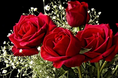 Beautiful Rose Wallpapers