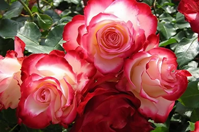 Desktop Pics Of Roses Wallpapers 3d Hd Pictures.