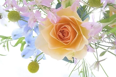 Roses Wallpapers For Desktop   Wallpapers Cave