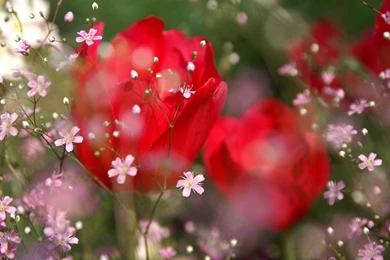 Humor Funny Pics: Rose Wallpapers Desktop