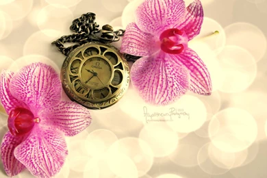 Free Download Beautiful HD Rose Wallpapers 2015