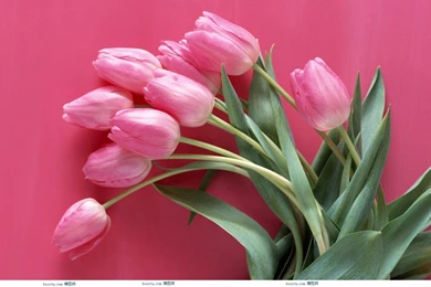 Desktop Hd Rose Wallpaper Images 3d Hd Pictures.