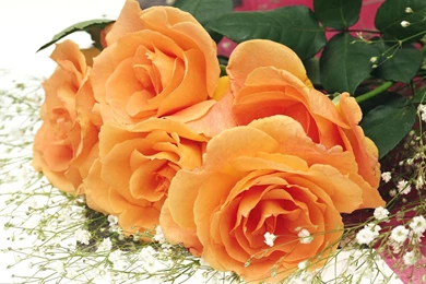 Roses Wallpapers I HD Roses Wallpapers I Best Roses Wallpapers I ...