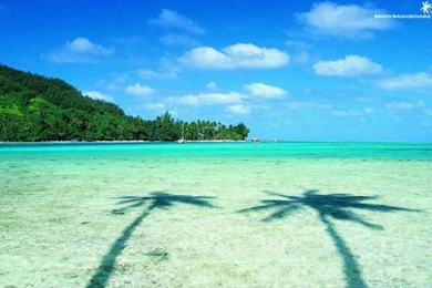 Fantastic Two Palms And Turquoise Sea Beach Wallpapers 980×612 ...