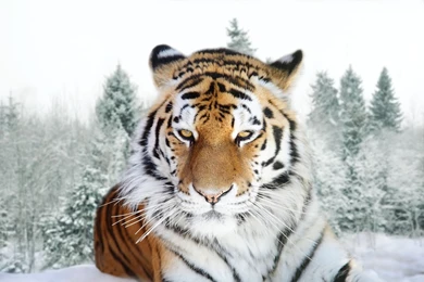 12 Quality Siberian Tiger Wallpapers, Animals