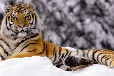 Siberian Tiger Wallpapers : HD Wallpaper, Backgrounds Wallpapers