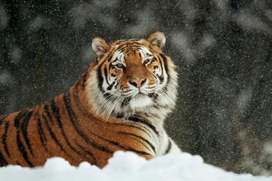 White Siberian Tiger Photos