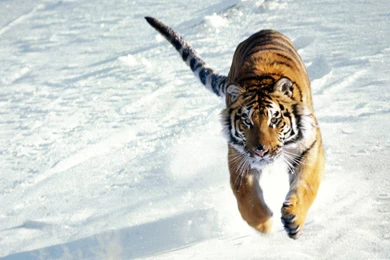 Siberian Tiger Wallpapers