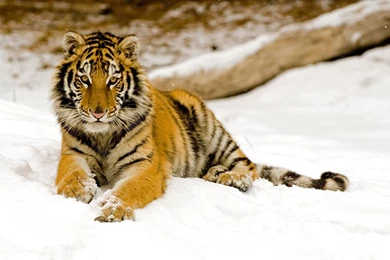 Siberian tiger