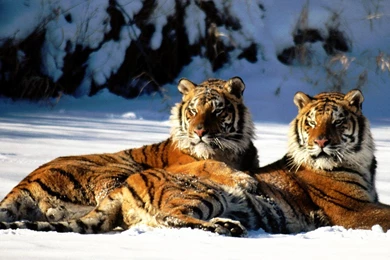 Siberian Tiger HD Wallpapers