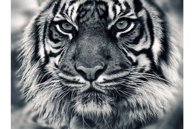Black And White Siberian Tiger 4K Wallpapers