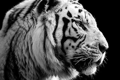 IPhone, Siberian Tiger, Black   Wallpapers