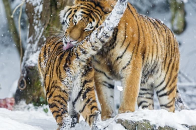 30 Siberian Tiger Wallpapers Pictures