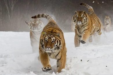 Siberian Tigers Wallpapers
