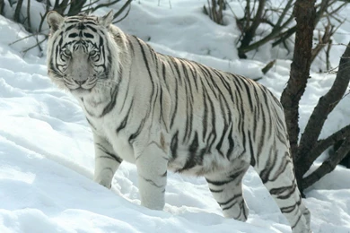 Siberian Tiger 12 Wallpapers Collection