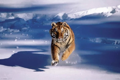 Amur Tiger In Snow