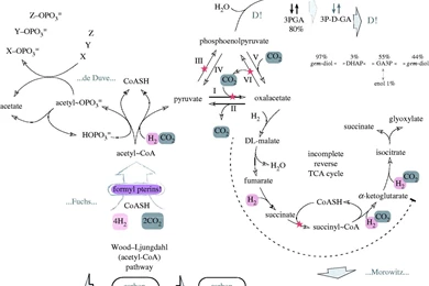 On The Origin Of Biochemistry At An Alkaline Hydrothermal Vent ...