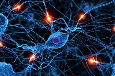 Neural Connections & The ASD Toddler