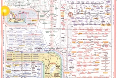 Saba. MD. Then Life: June 2011