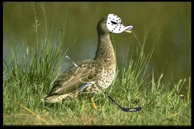 Mighty Ducks By Zuirax On DeviantArt