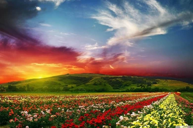 Rose Flower Field Backgrounds HD HD Desktop Wallpapers : Widescreen ...