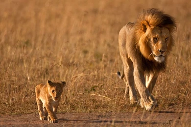 Lion Wallpapers Hd Free Download 3d Hd Pictures.