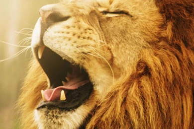 Download Lion HD Wallpapers For Galaxy Note 4   HDwallpapers.net