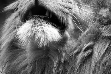 Majestic Lion Portrait iPhone 5 Wallpapers / IPod Wallpapers HD ...