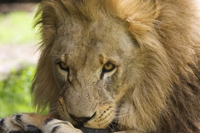 High Definition Lion Wallpapers For Free Download