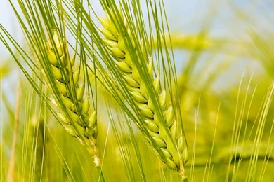 Hd nature colour full wallpapers for xp.jpg