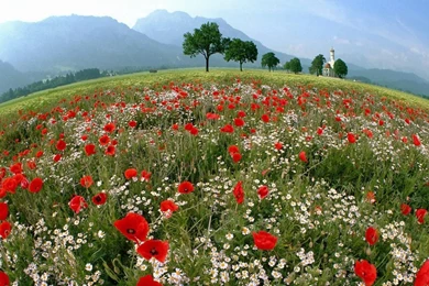 Flowers: Daisies Flowers Spring Time Splendor Petals Daiaies ...
