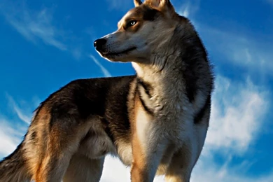 Best Wallpapers WhatsApp HD 2016 !!!   Whatsapp Mobile Numbers ...