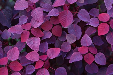 Red Purple Leaves