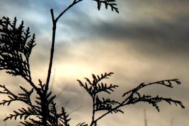 Zedge Net Wallpapers