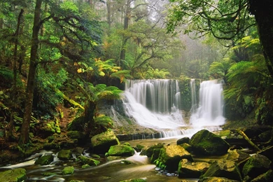 Australian Forest Wallpapers High Definition