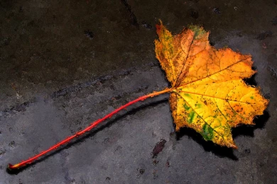 Fall Leaf Autumn Leaf7 Fan 1600x1200px