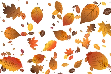 Falling Leaves : Desktop And Mobile Wallpapers : Wallippo