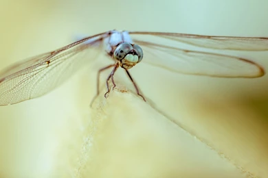 32 Fantastic HD Dragonfly Wallpapers   HDWallSource.com