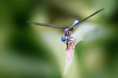 Dragonfly Wallpapers