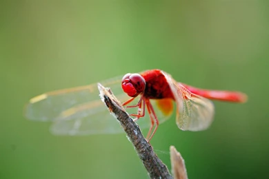 A Romantic Red Dragonfly High definition Photography Wallpapers 11 ...