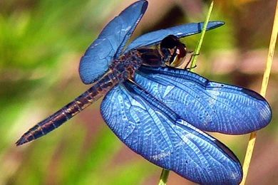 Dragonfly Wallpapers