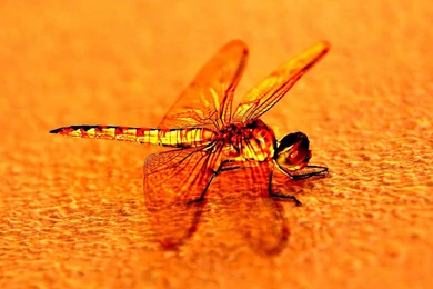 Wallpapers: Dragonfly Wallpapers