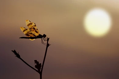 Dragonfly Silhouette Sunset